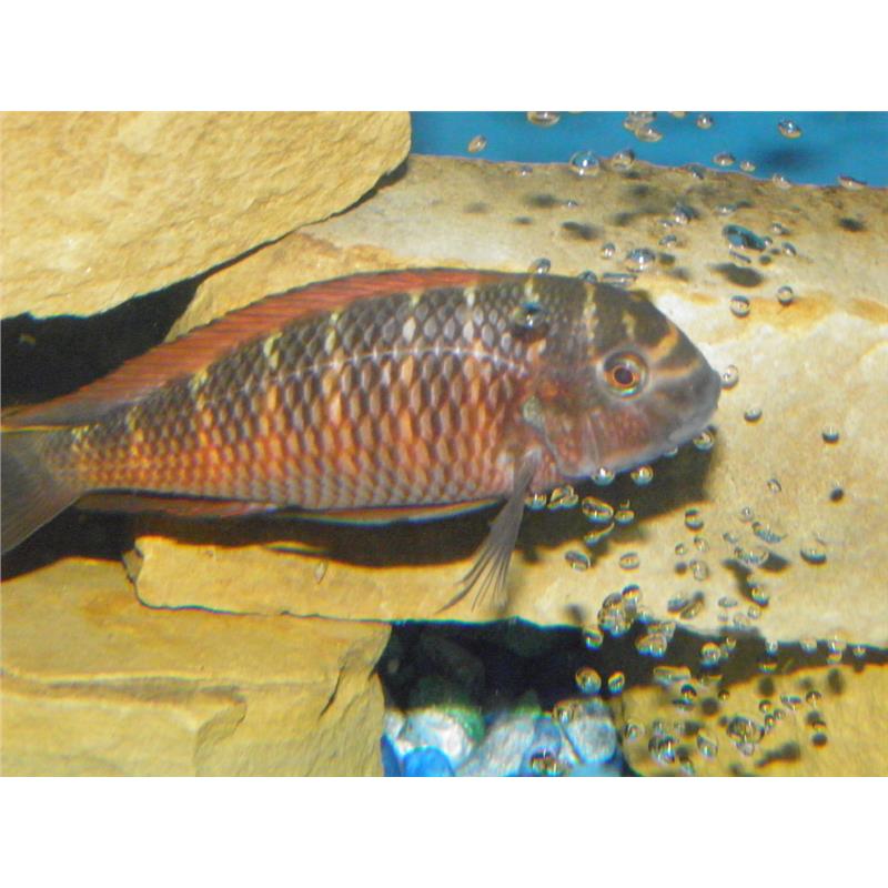 Tropheus moori moliro fire craker - imagine 4